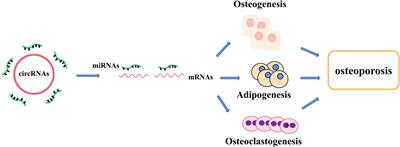 The roles of circRNA–miRNA–mRNA networks in the development and treatment of osteoporosis